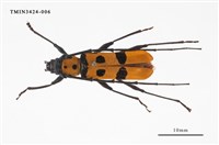 藏品(甲仙紅星天牛)的圖片